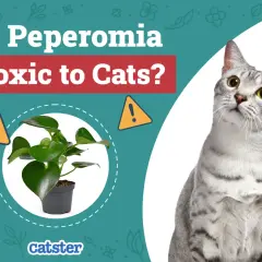 Czy peperomia jest trująca dla kota? Na obrazie widać roślinę w doniczce i kota.