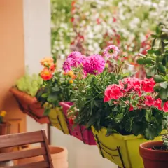 Kolorowe rośliny na balkon zachodni: różowe dalie, czerwone pelargonie i pomarańczowe róże w donicach.