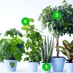 Pięć zielonych kwiatków doniczkowych: duża paproć, pnącze, sansewieria, monstera i kroton.