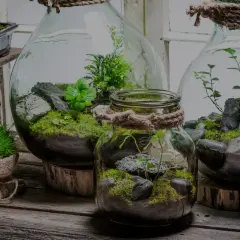 Miniaturowe ekosystemy w szklanych naczyniach, przypominające najstarszy las w słoiku. Zielone mchy, kamienie i delikatne rośliny tworzą magiczny świat.