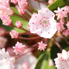 Delikatne, różowe kwiaty krzewu podobnego do rododendrona, z czerwonymi akcentami w środku.