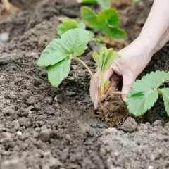 Dłoń sadzi sadzonkę truskawki w żyznej ziemi. To idealna jaka ziemia do truskawek, by rosły zdrowe i dawały pyszne owoce.