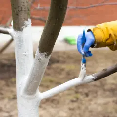 Ręka w niebieskiej rękawiczce maluje pędzelkiem pień drzewa białą farbą. To wiosenne bielenie drzew w maju, ochrona przed słońcem i szkodnikami.
