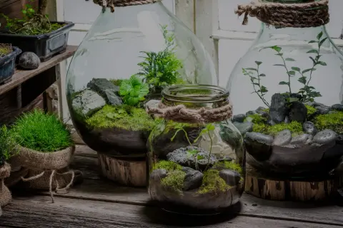 Miniaturowe ekosystemy w szklanych naczyniach, przypominające najstarszy las w słoiku. Zielone mchy, kamienie i delikatne rośliny tworzą magiczny świat.