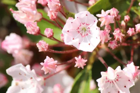 Delikatne, różowe kwiaty krzewu podobnego do rododendrona, z czerwonymi akcentami w środku.
