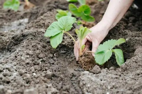 Dłoń sadzi sadzonkę truskawki w żyznej ziemi. To idealna jaka ziemia do truskawek, by rosły zdrowe i dawały pyszne owoce.