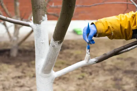 Ręka w niebieskiej rękawiczce maluje pędzelkiem pień drzewa białą farbą. To wiosenne bielenie drzew w maju, ochrona przed słońcem i szkodnikami.