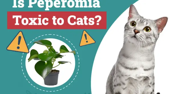 Czy peperomia jest trująca dla kota? Na obrazie widać roślinę w doniczce i kota.