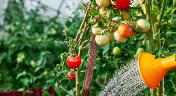 Podlewanie pomidorów w szklarni. Woda leje się z pomarańczowej konewki na krzak pomidorów z dojrzewającymi owocami.