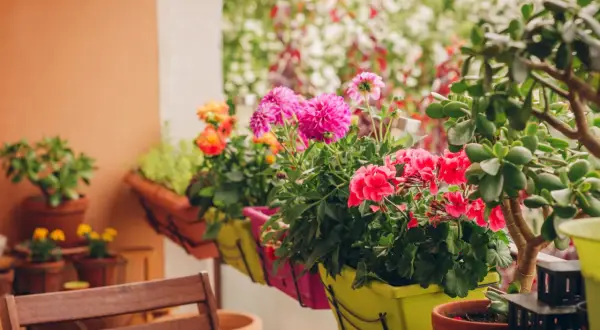 Kolorowe rośliny na balkon zachodni: różowe dalie, czerwone pelargonie i pomarańczowe róże w donicach.