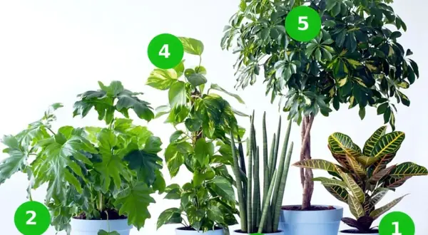Pięć zielonych kwiatków doniczkowych: duża paproć, pnącze, sansewieria, monstera i kroton.