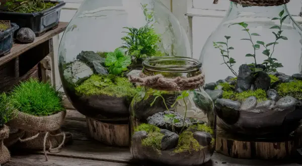 Miniaturowe ekosystemy w szklanych naczyniach, przypominające najstarszy las w słoiku. Zielone mchy, kamienie i delikatne rośliny tworzą magiczny świat.
