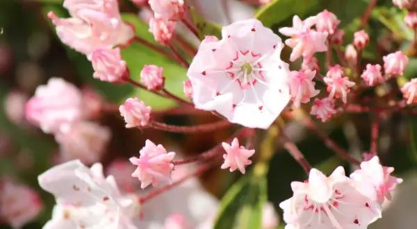 Delikatne, różowe kwiaty krzewu podobnego do rododendrona, z czerwonymi akcentami w środku.
