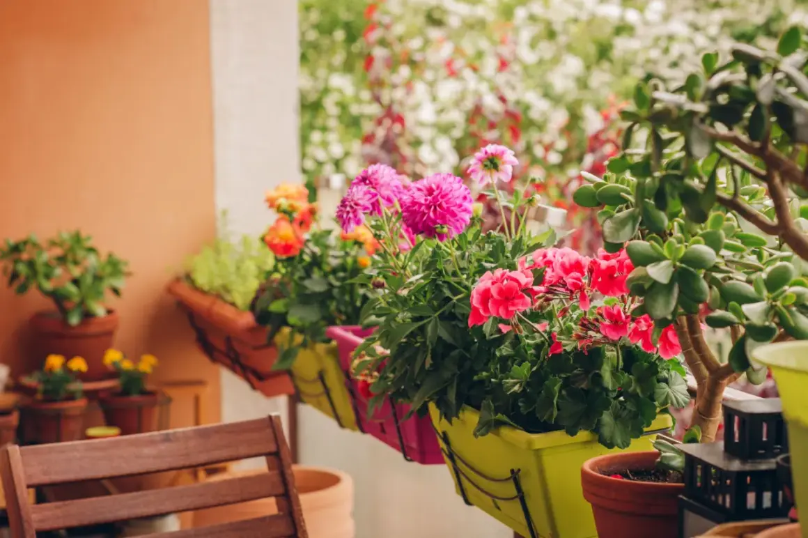 Kolorowe rośliny na balkon zachodni: różowe dalie, czerwone pelargonie i pomarańczowe róże w donicach.