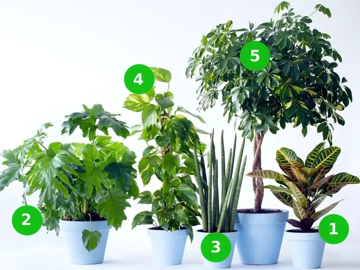 Pięć zielonych kwiatków doniczkowych: duża paproć, pnącze, sansewieria, monstera i kroton.