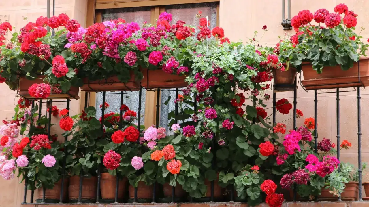Balkon zachodni pełen kwitnących pelargonii w odcieniach czerwieni, r&oacute;żu i fuksji. Kwiaty tworzą barwną kaskadę, ozdabiając balustradę i okno.