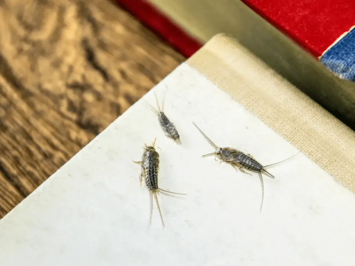 Trzy rybiki w domu, spacerujące po białej kartce książki.
