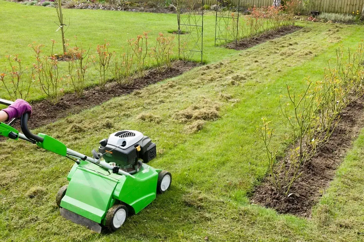 Przedstawia aerator do trawy, kt&oacute;ry przygotowuje grunt do tego, jak siać trawę na starym trawniku.