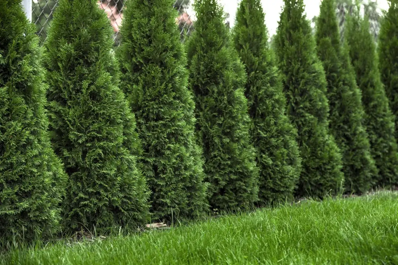 Rząd zielonych, stożkowatych tui tworzy naturalny żywopłot. Zastanawiasz się, co ile sadzić tuje, by uzyskać taki efekt?