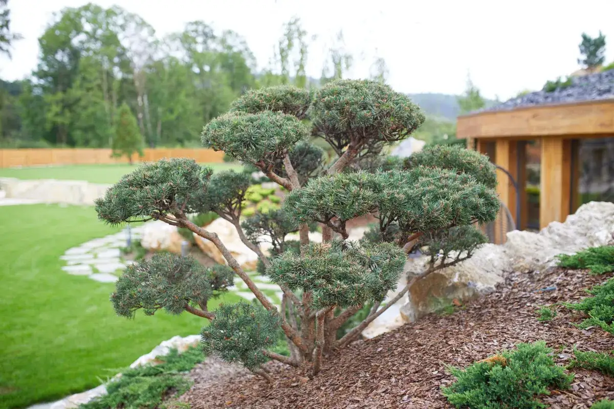 Piękna sosna w stylu bonsai, idealna jako rośliny do małego ogrodu. W tle trawnik i drewniana altana.